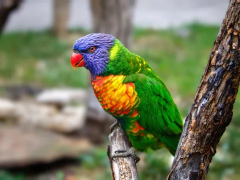 Loro Parque