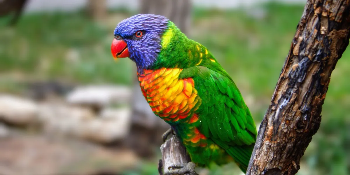 Loro Parque Tickets: What to Know Before You Go