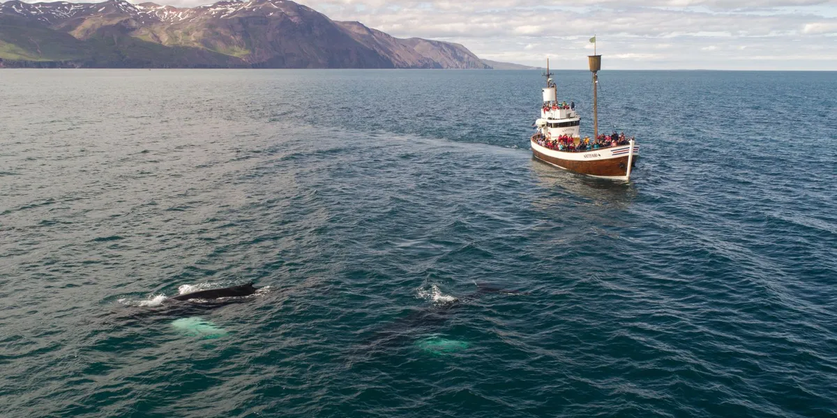 Whale & Dolphin Watching in Los Gigantes
