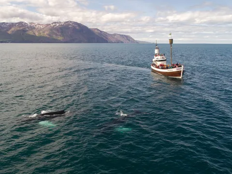 Whale & Dolphin Watching
